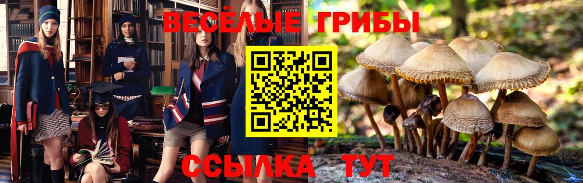 Галлюциногенные грибы мухоморы  Псилоцибиновые грибы Psilocybe  Чистополь  Вход с VPN 